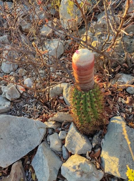  - Melocactus Zehntneri