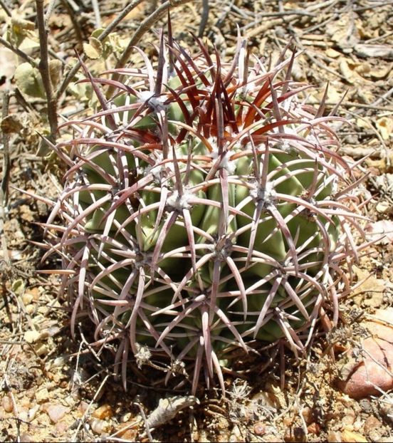  - Melocactus Zehntneri