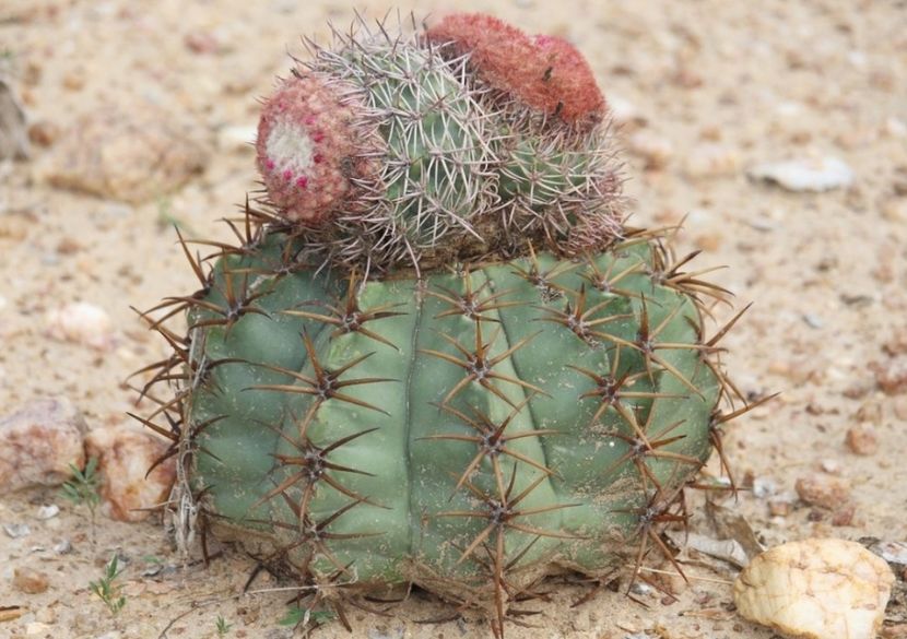  - Melocactus Zehntneri