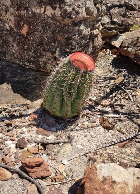  - Melocactus Zehntneri