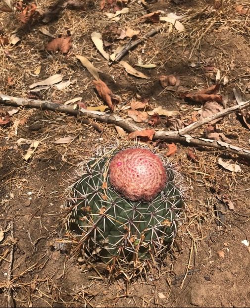  - Melocactus Zehntneri