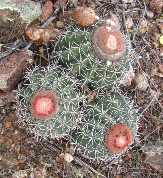  - Melocactus Zehntneri