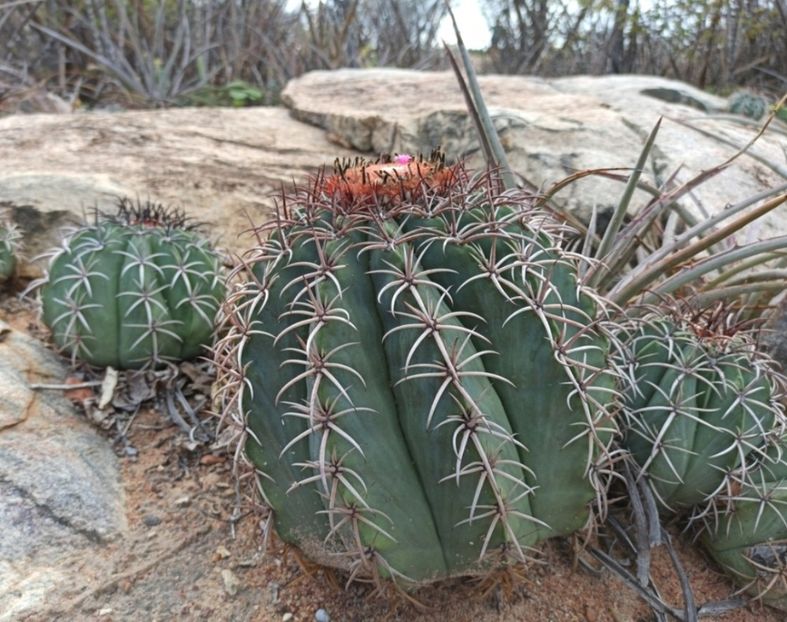  - Melocactus Zehntneri