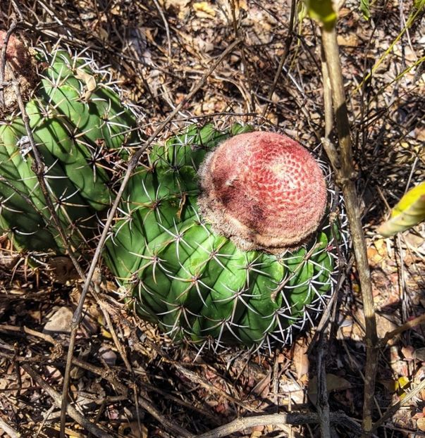  - Melocactus Zehntneri