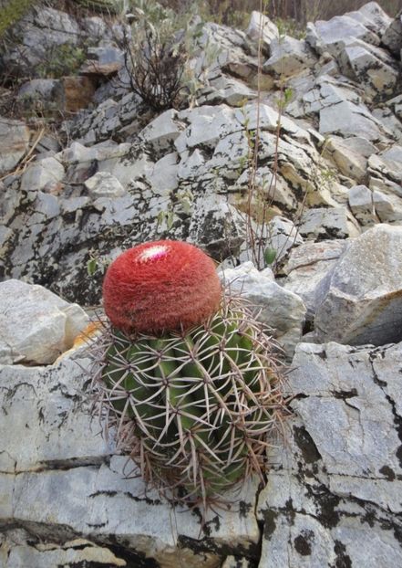  - Melocactus Zehntneri