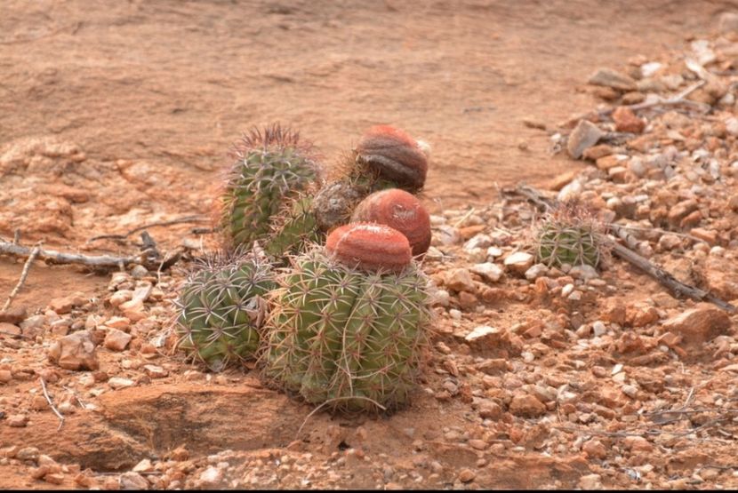  - Melocactus Zehntneri