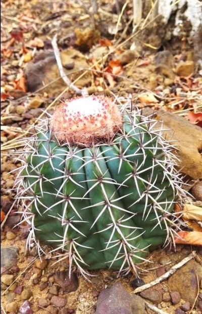  - Melocactus Zehntneri
