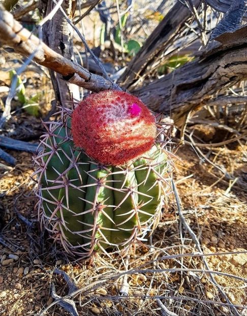  - Melocactus Zehntneri