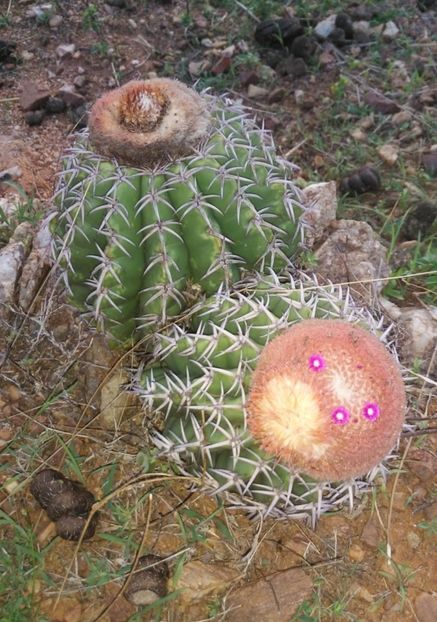  - Melocactus Zehntneri