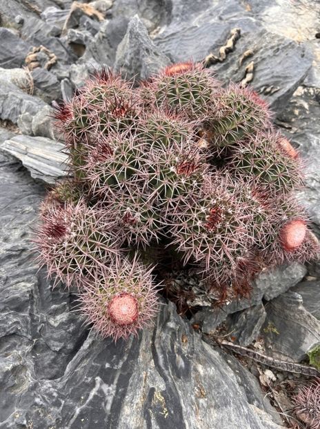  - Melocactus Zehntneri
