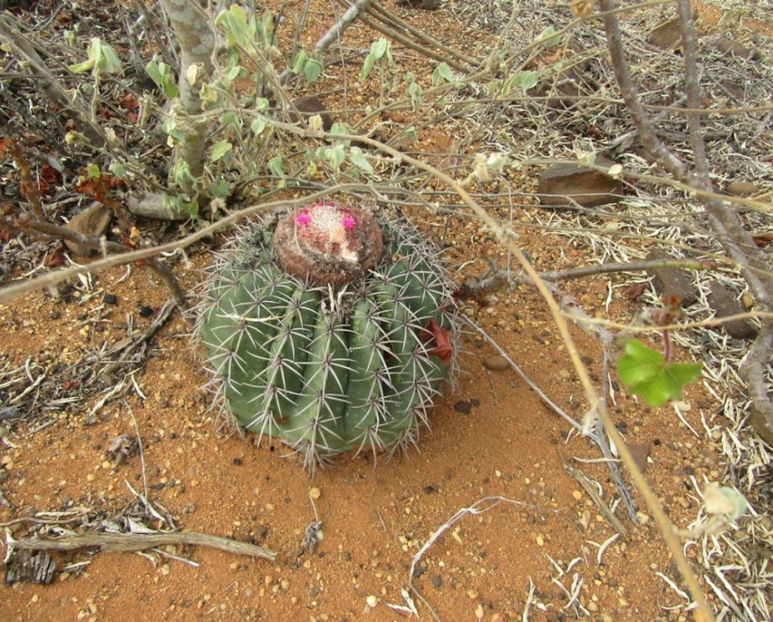  - Melocactus Zehntneri