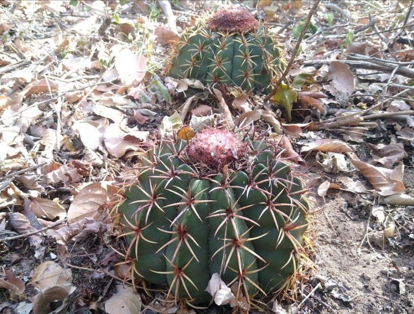  - Melocactus Zehntneri