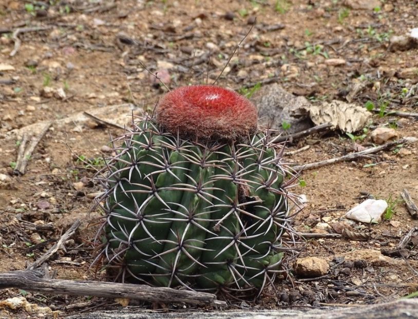  - Melocactus Zehntneri