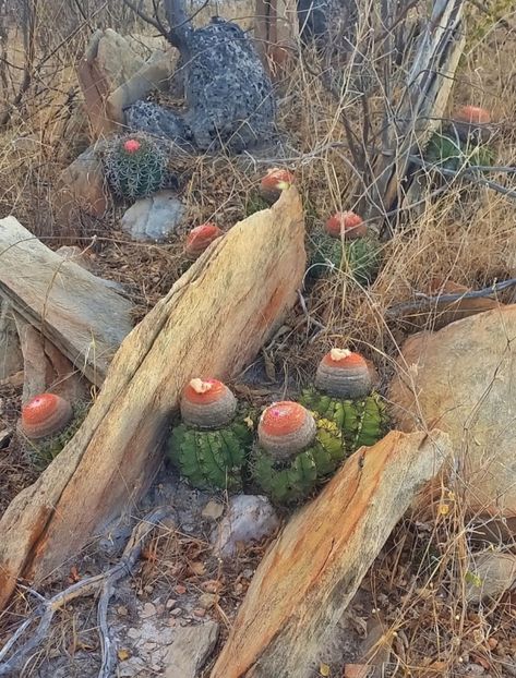  - Melocactus Zehntneri