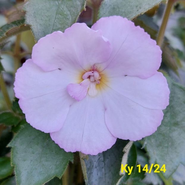 Img.2024.05.28 - Achi din semințe BriDs 2024