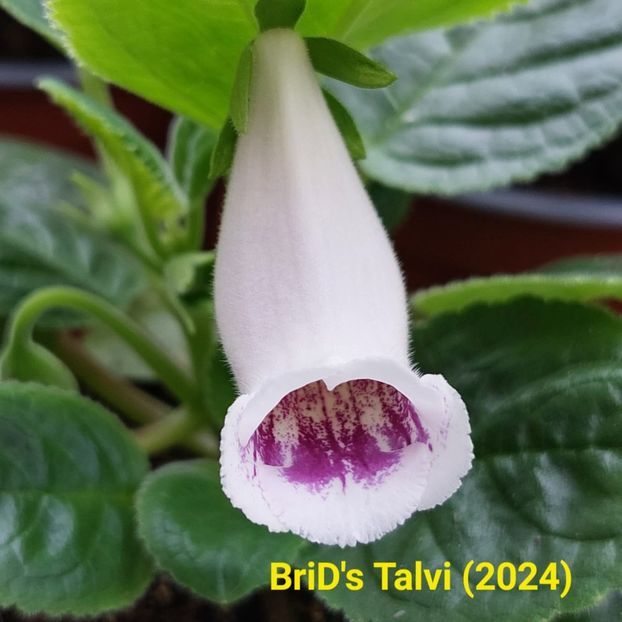 Img.2024.05.27 - Sinningia din semințe hibrizi Dna Dietze 2024