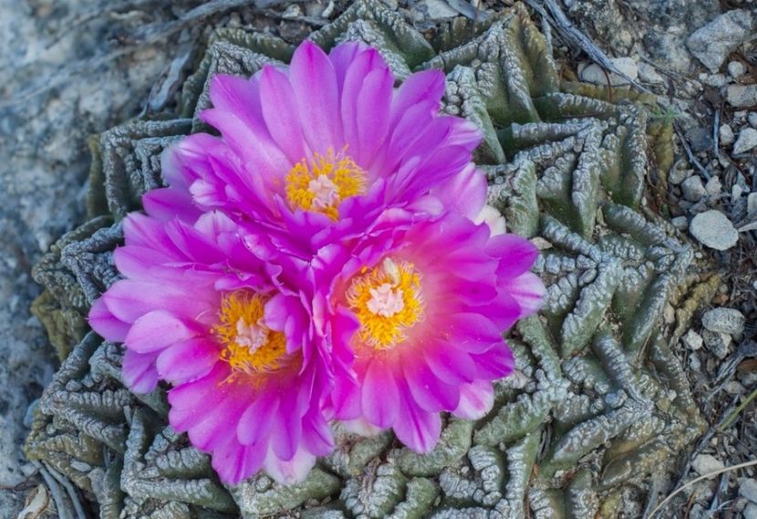  - Ariocarpus Fissuratus