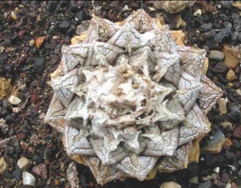  - Ariocarpus Fissuratus