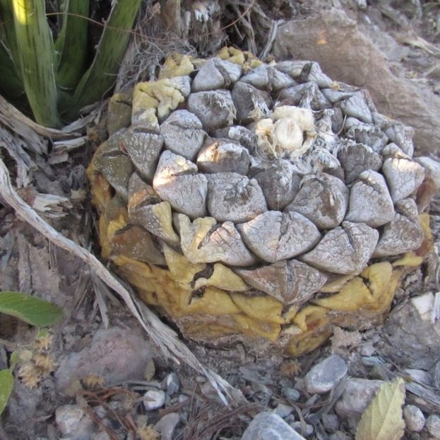  - Ariocarpus Fissuratus