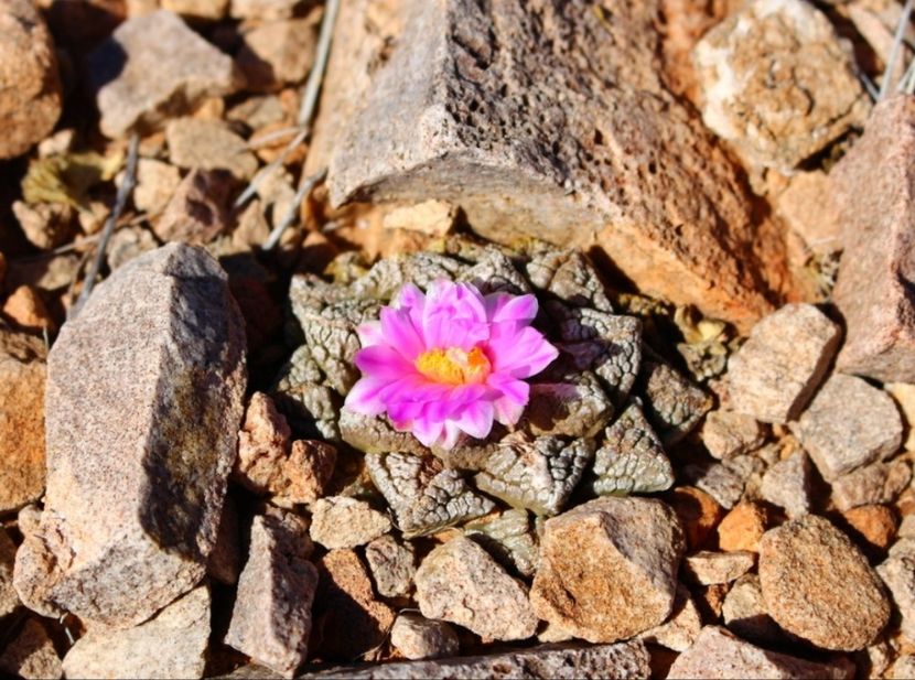  - Ariocarpus Fissuratus