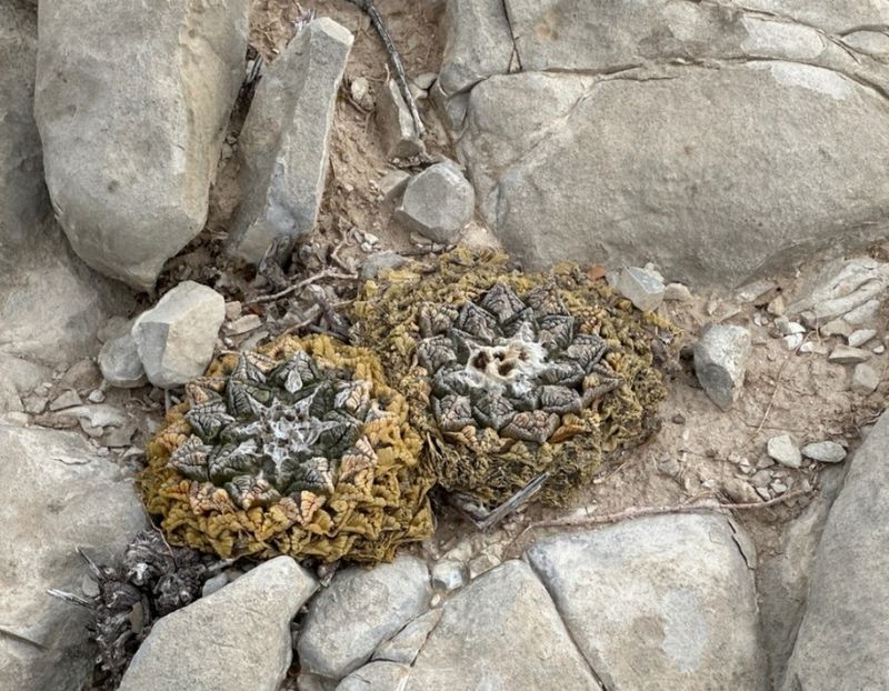  - Ariocarpus Fissuratus