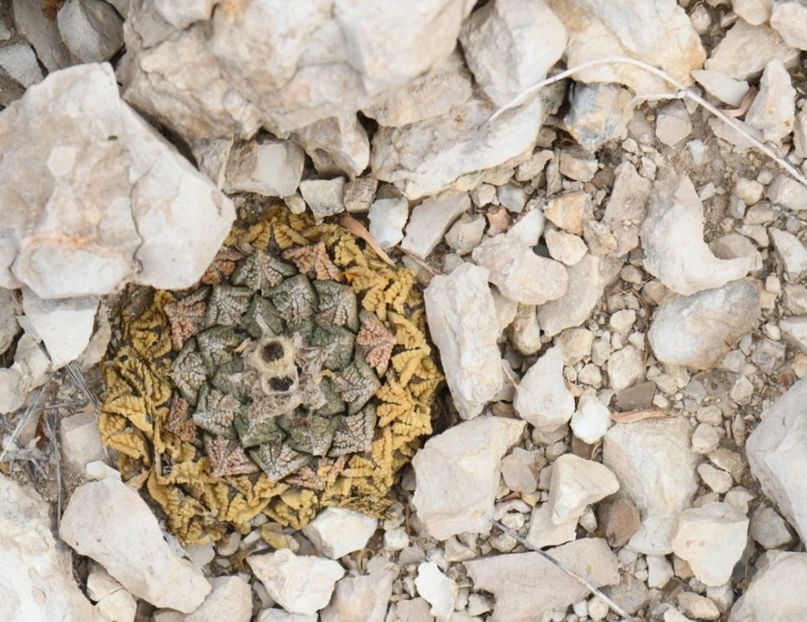  - Ariocarpus Fissuratus