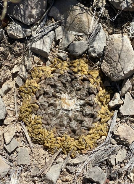  - Ariocarpus Fissuratus