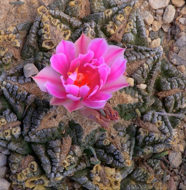  - Ariocarpus Fissuratus