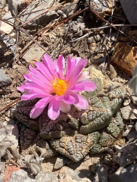  - Ariocarpus Fissuratus