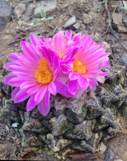  - Ariocarpus Fissuratus