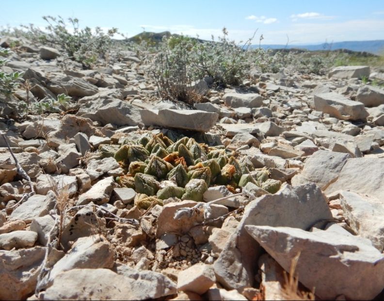  - Ariocarpus Fissuratus