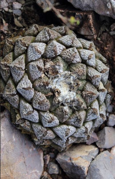  - Ariocarpus Fissuratus