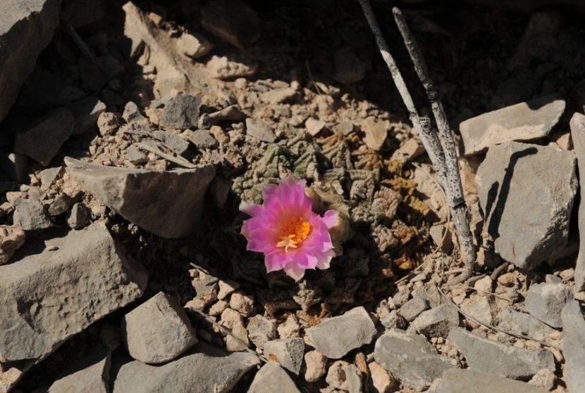  - Ariocarpus Fissuratus