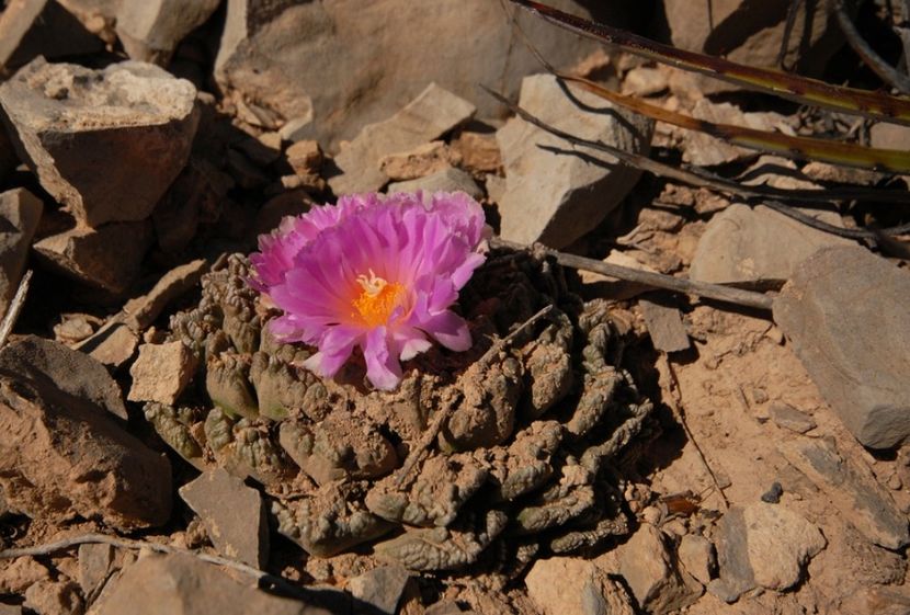  - Ariocarpus Fissuratus