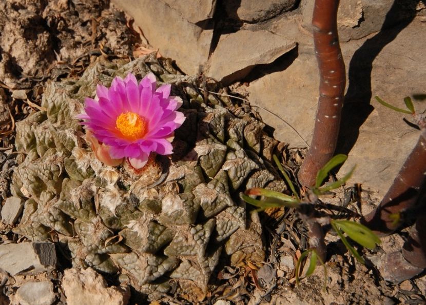  - Ariocarpus Fissuratus