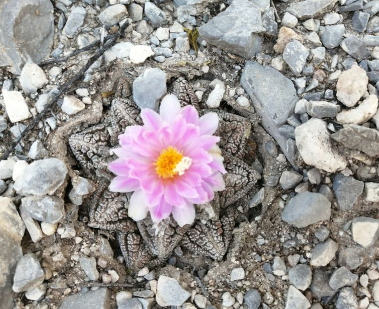  - Ariocarpus Fissuratus