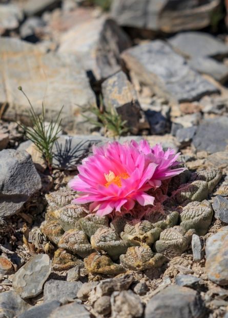  - Ariocarpus Fissuratus