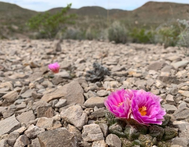  - Ariocarpus Fissuratus