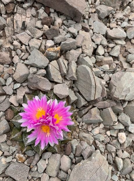  - Ariocarpus Fissuratus