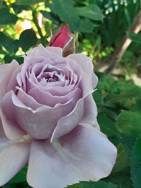  - Novalis 2022- 2023-2024