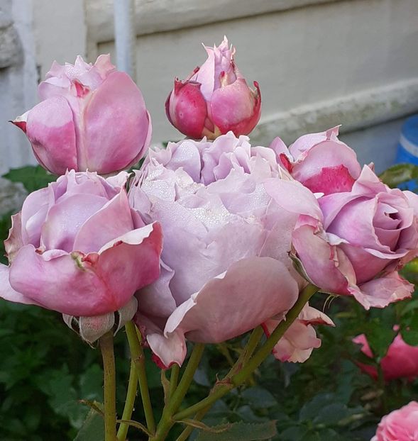  - Novalis 2022- 2023-2024