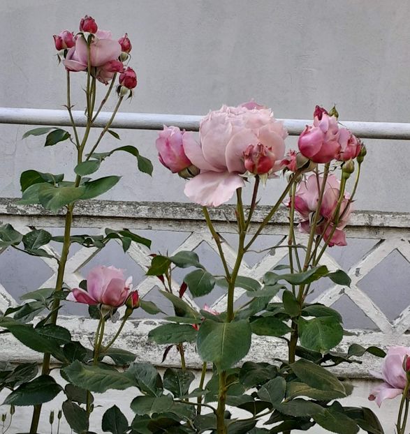  - Novalis 2022- 2023-2024