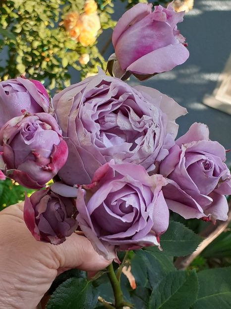  - Novalis 2022- 2023-2024