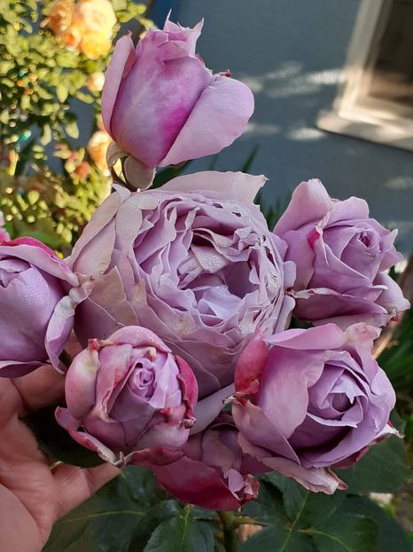  - Novalis 2022- 2023-2024