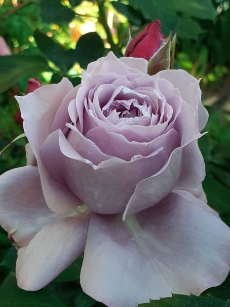  - Novalis 2022- 2023-2024