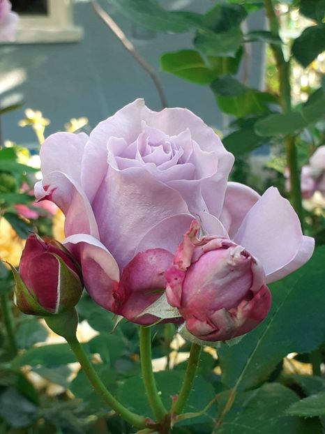  - Novalis 2022- 2023-2024