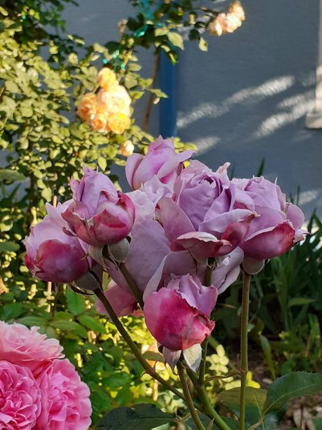  - Novalis 2022- 2023-2024