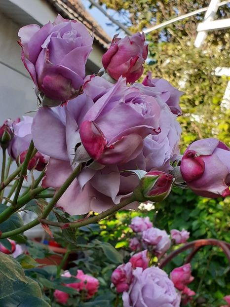  - Novalis 2022- 2023-2024