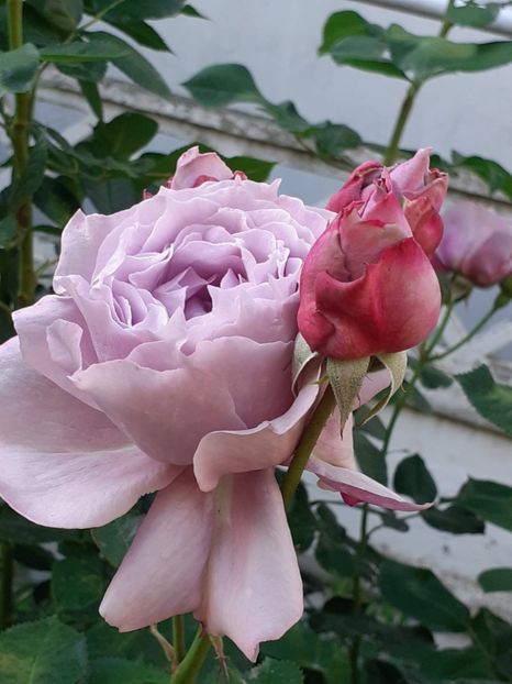  - Novalis 2022- 2023-2024