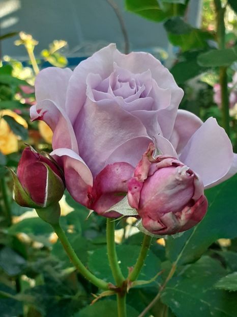  - Novalis 2022- 2023-2024